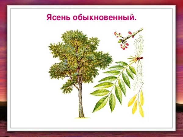 Ясень обыкновенный гербарий