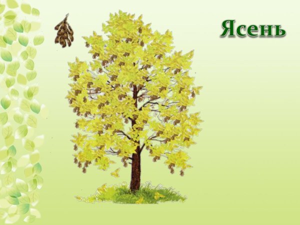 Деревья клен дуб осина ясень