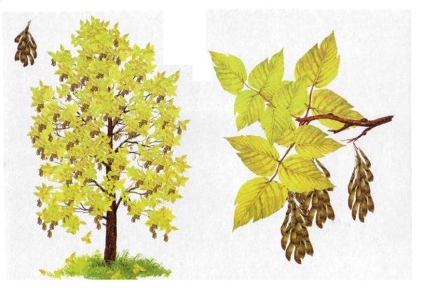 Клен дерево лист плод