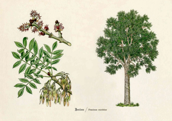 Ясень дерево для детей