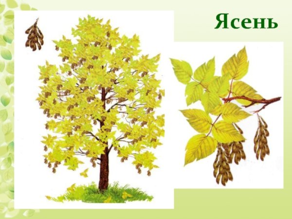 Ясень для дошкольников