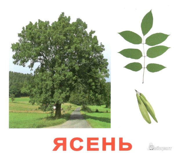 Ясень дерево