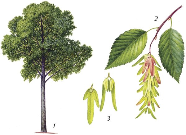 Ясень раскраска