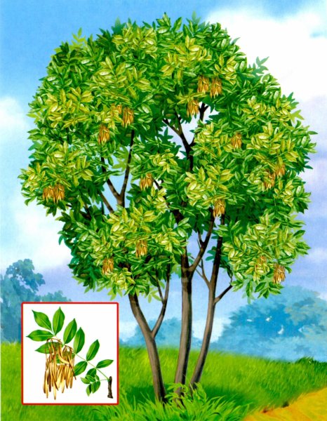 Ясень обыкновенный веточка