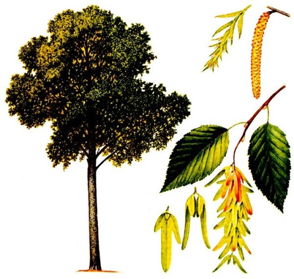 Ясень дерево для детей