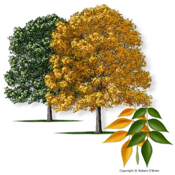 Липа ясень дерева