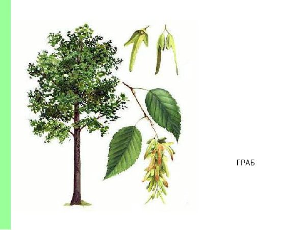 Ясень дерево для детей
