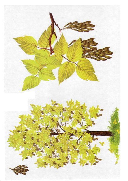 Ясень ланцетный побег