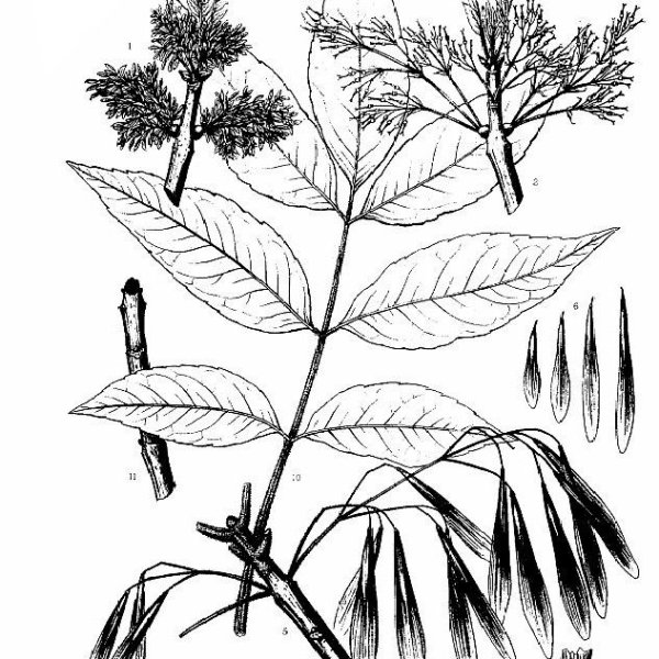 Ясень пенсильванский Ботанический рисунок