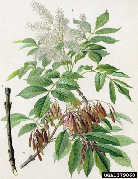 Ясень раскраска