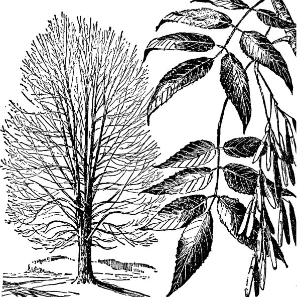 Ясень пенсильванский гербарий