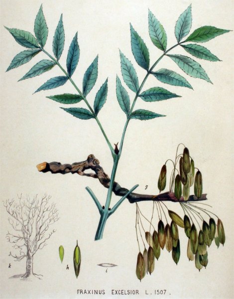 Дерево друидов каштан