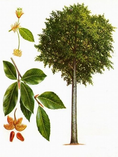 Ясень пенсильванский Ботанический рисунок