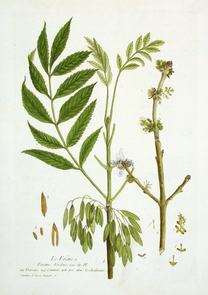 Fraxinus quadrangulata