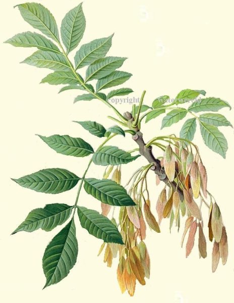 Клен американский дерево