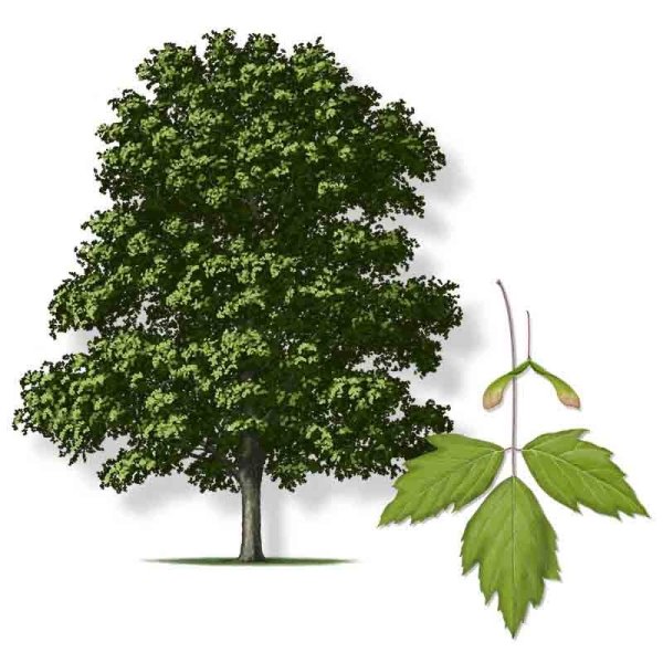 Дерево ясень раскраска