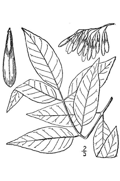 Ясень дерево для детей