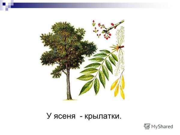 Береза, клен, липа, Акация, Тополь