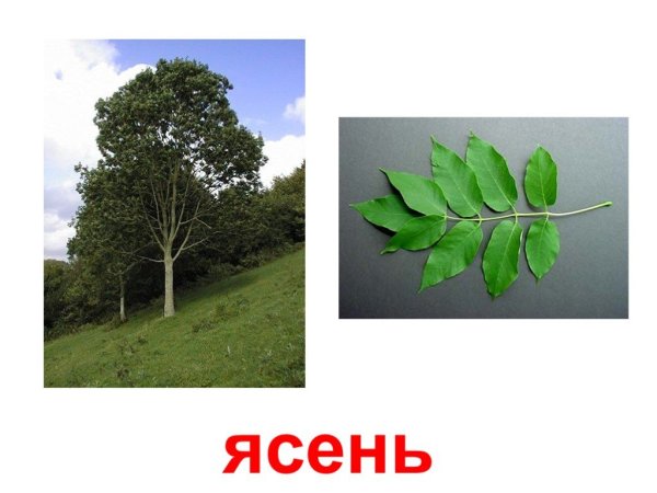 Граап дерево