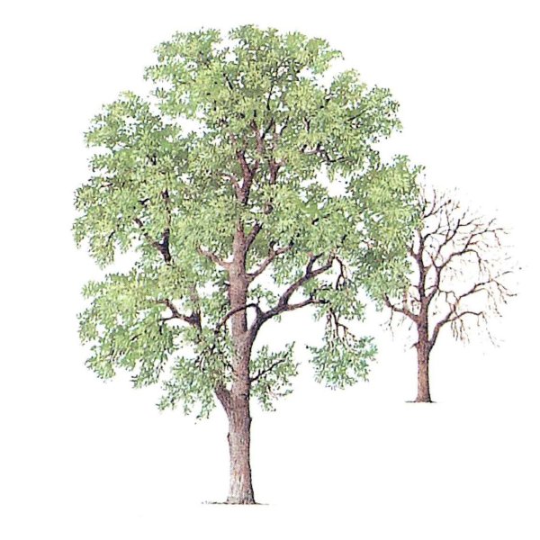Дерево ясень раскраска для детей