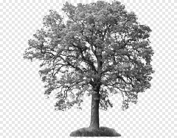 Семена ясень клен липа