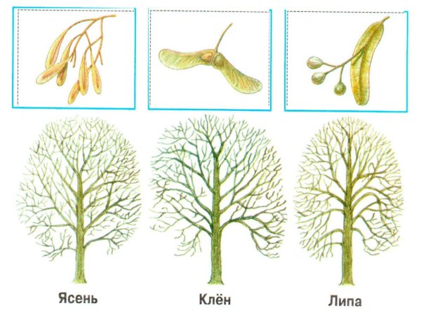 Дерево ясень раскраска