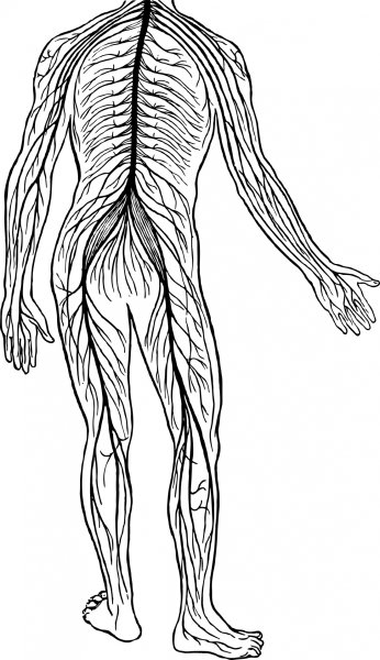 Нервная система человека анатомия