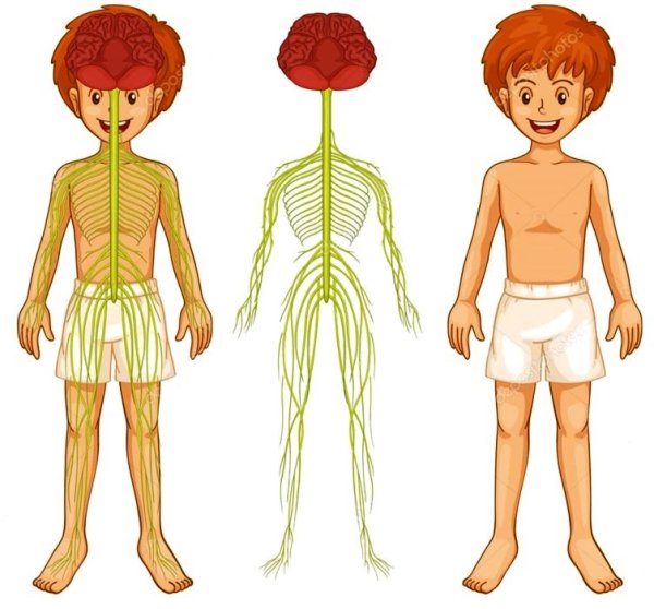 Нервная система ребенка