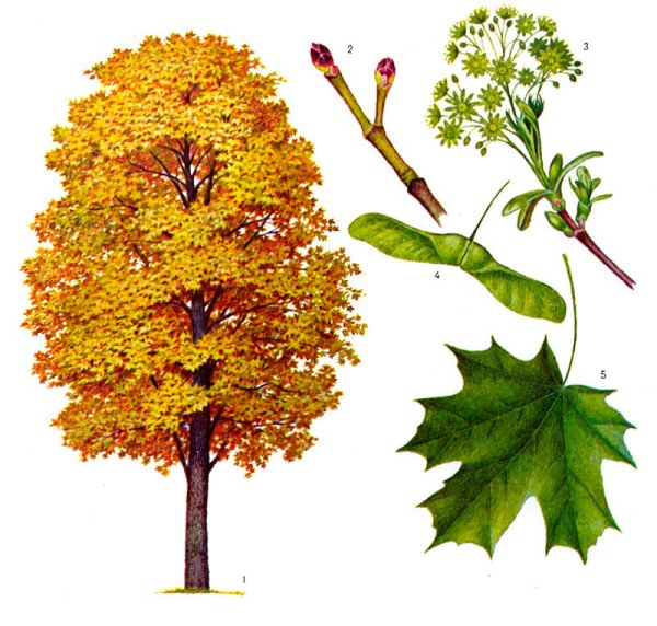 Клен остролистный гербарий