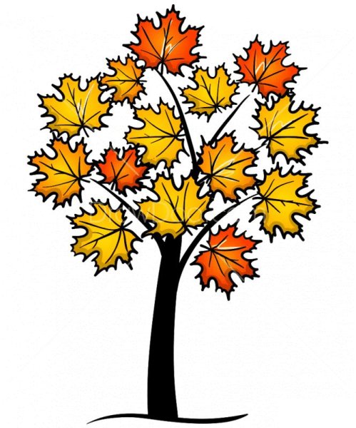 Клен для детей