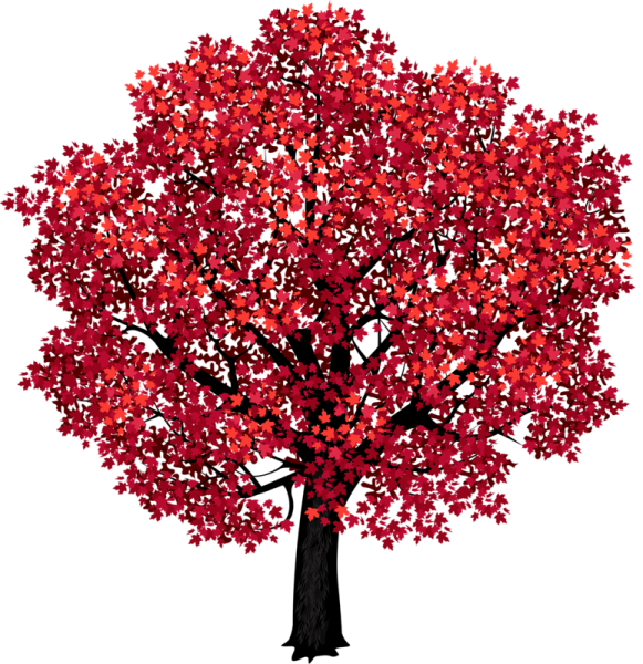 Осеннее дерево на прозрачном фоне