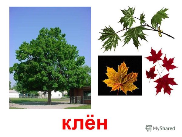 Березы и липы,клены