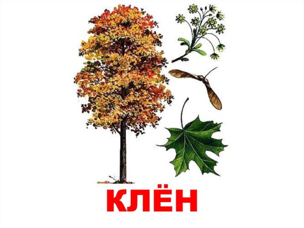 Клён остролистный