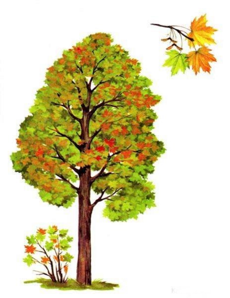 Дерево клен рябина для детей