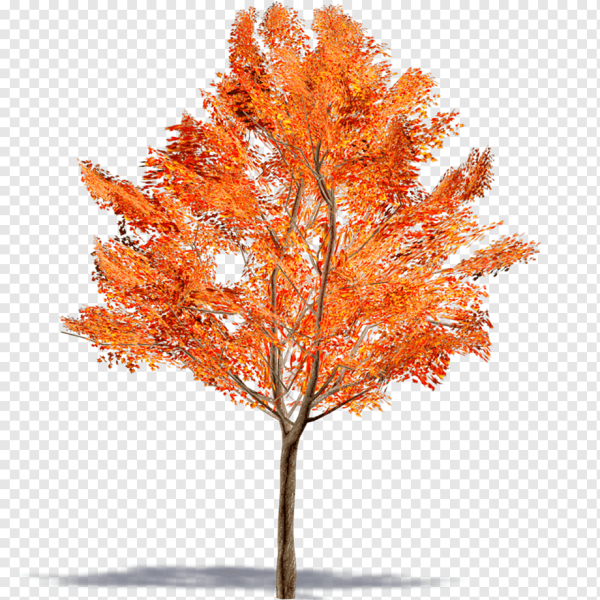 Клен Гиннала 3д