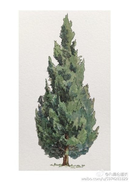 Кипарис карандашом