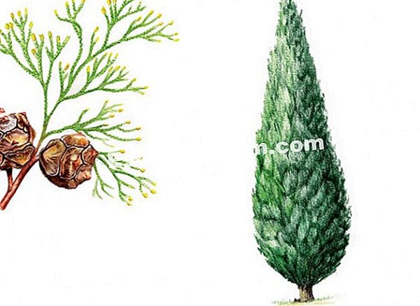 Кипарис строение