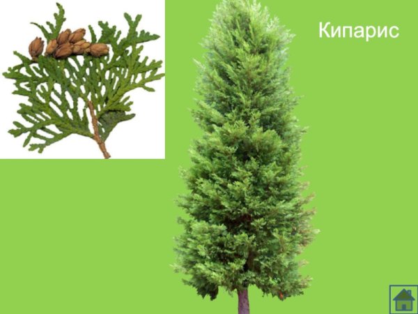 Кипарис вечнозеленый ареал