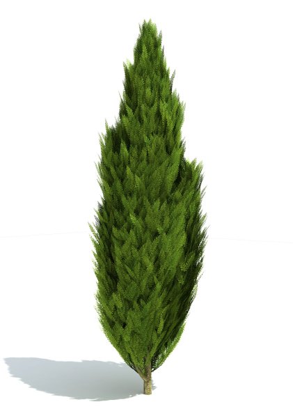 Туя Западная Колумна