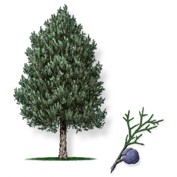 Кипарис для детей