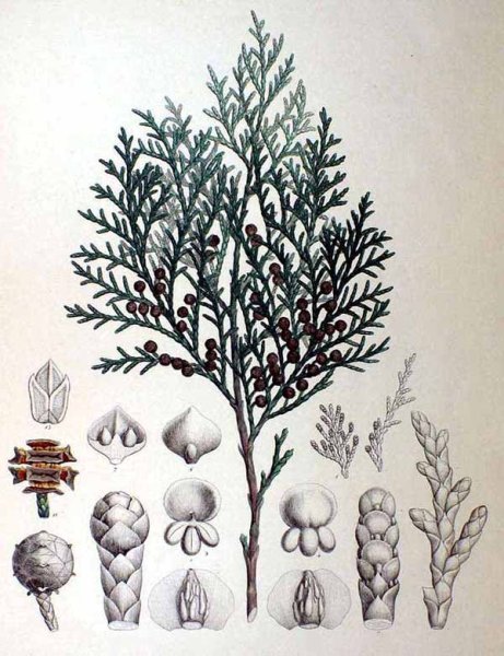 Кипарисовик горохоплодный шишки