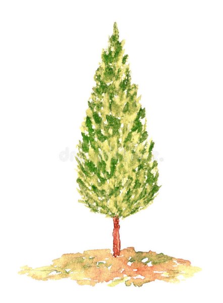 Кипарис нарисовать