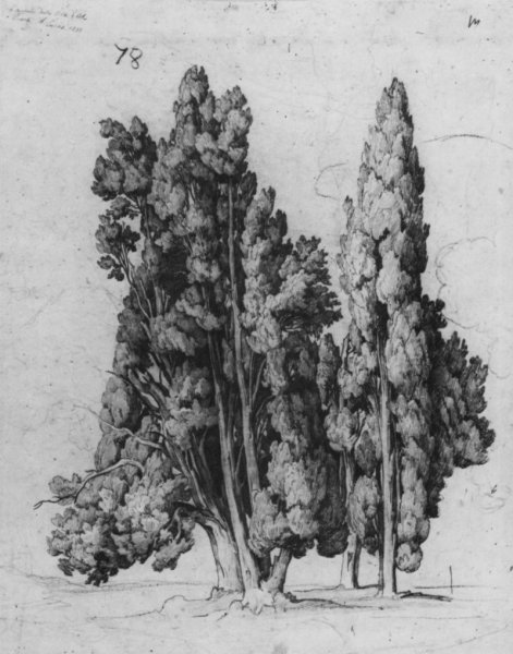 Кипарис карандашом