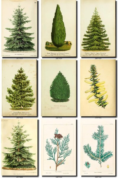 Сосна ель лиственница пихта можжевельник Тисс