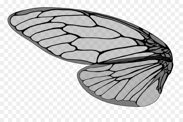 Крылья насекомых