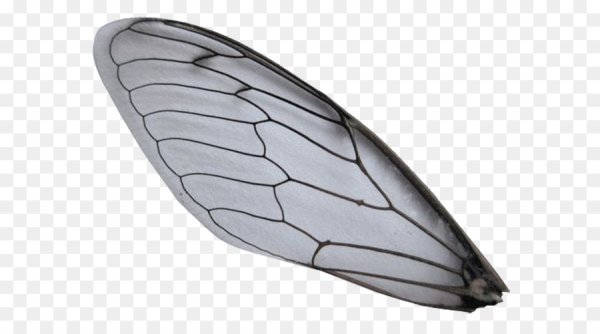 Крылья мухи