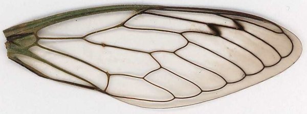 Крылья пчелы своими руками