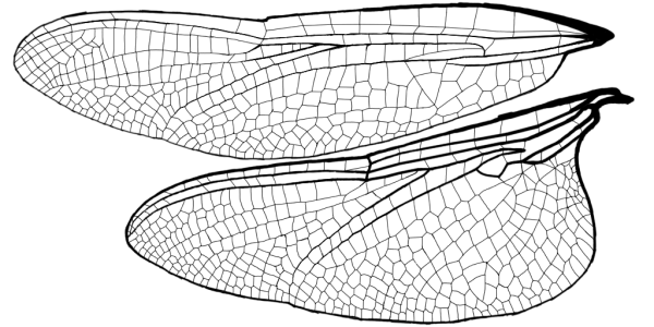 Сетчатые Крылья