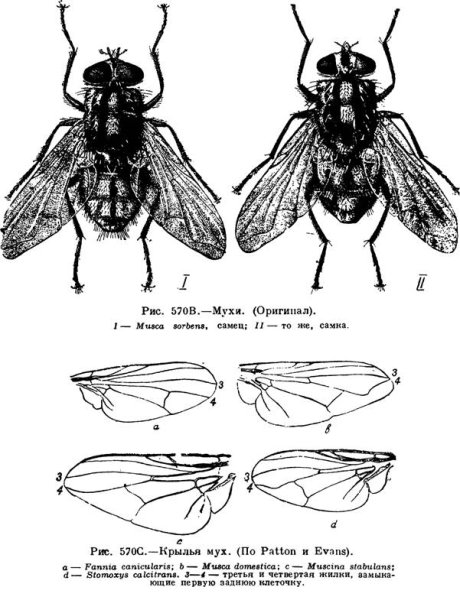 Строение крыльев двукрылых насекомых