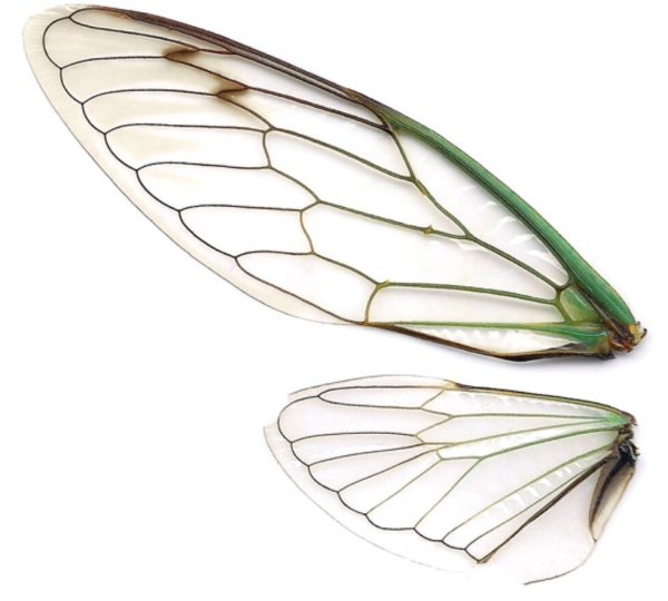 Крылья цикады